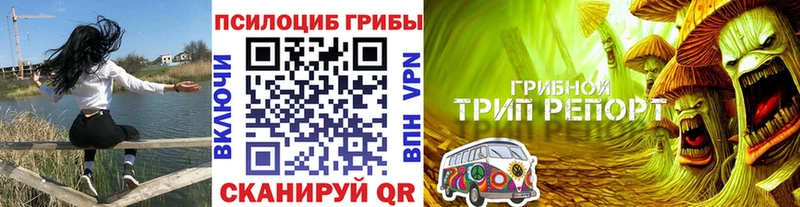 Купить закладки Кинешма Галлюциногенные грибы Psilocybe